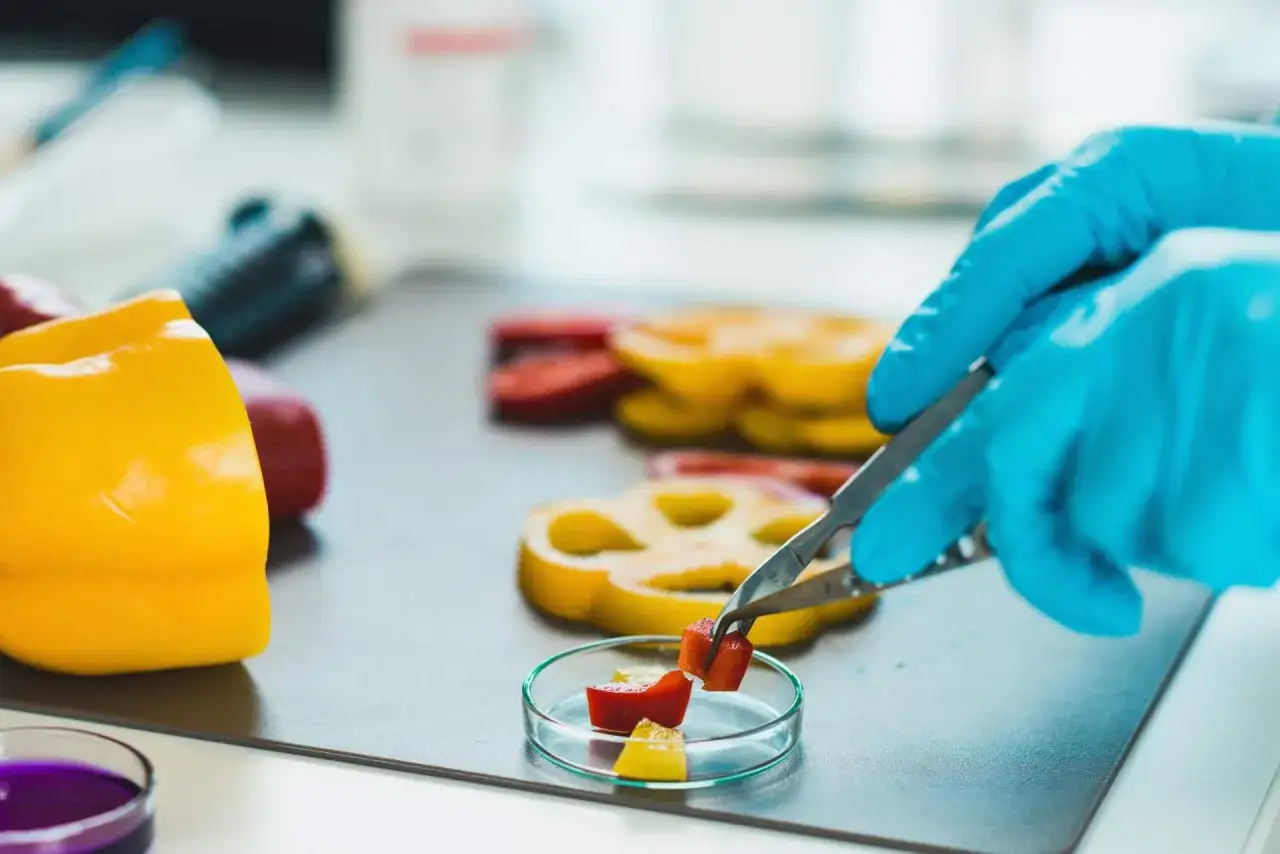 Prise d'échantillon de poivrons coupés en dés dans une boîte de Pétri, dans un laboratoire.