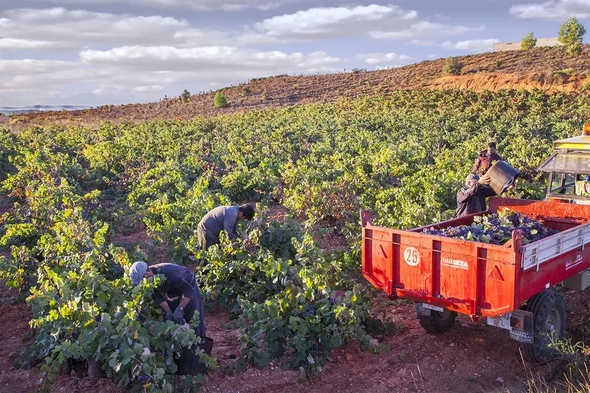 Vendimia en Utiel-Requena. Trabajadores recolectan uvas para crear los mejores vinos de la región.