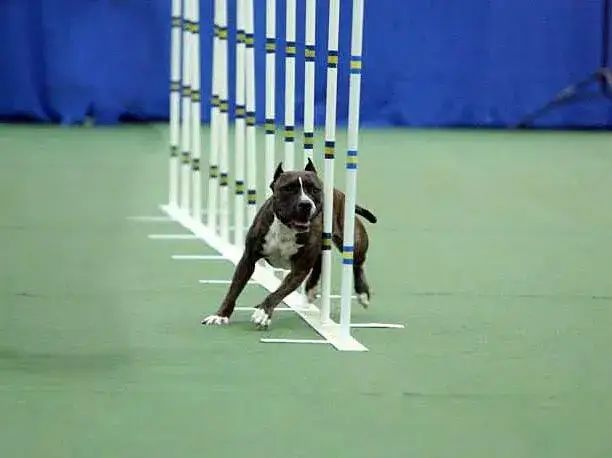 amstaff agility zabawa