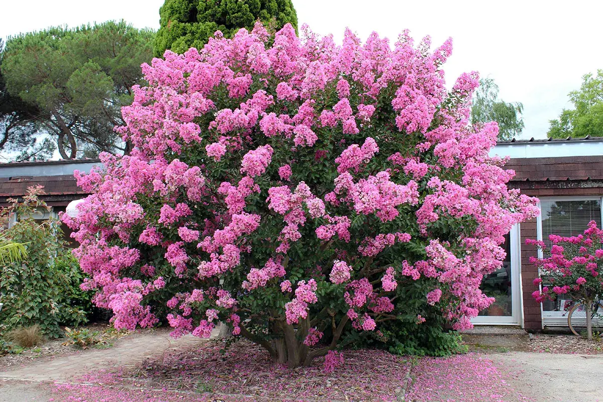 Un magnifique lilas des Indes à feuillage persistant explose de fleurs roses vives, parsemant le sol de pétales tombés.