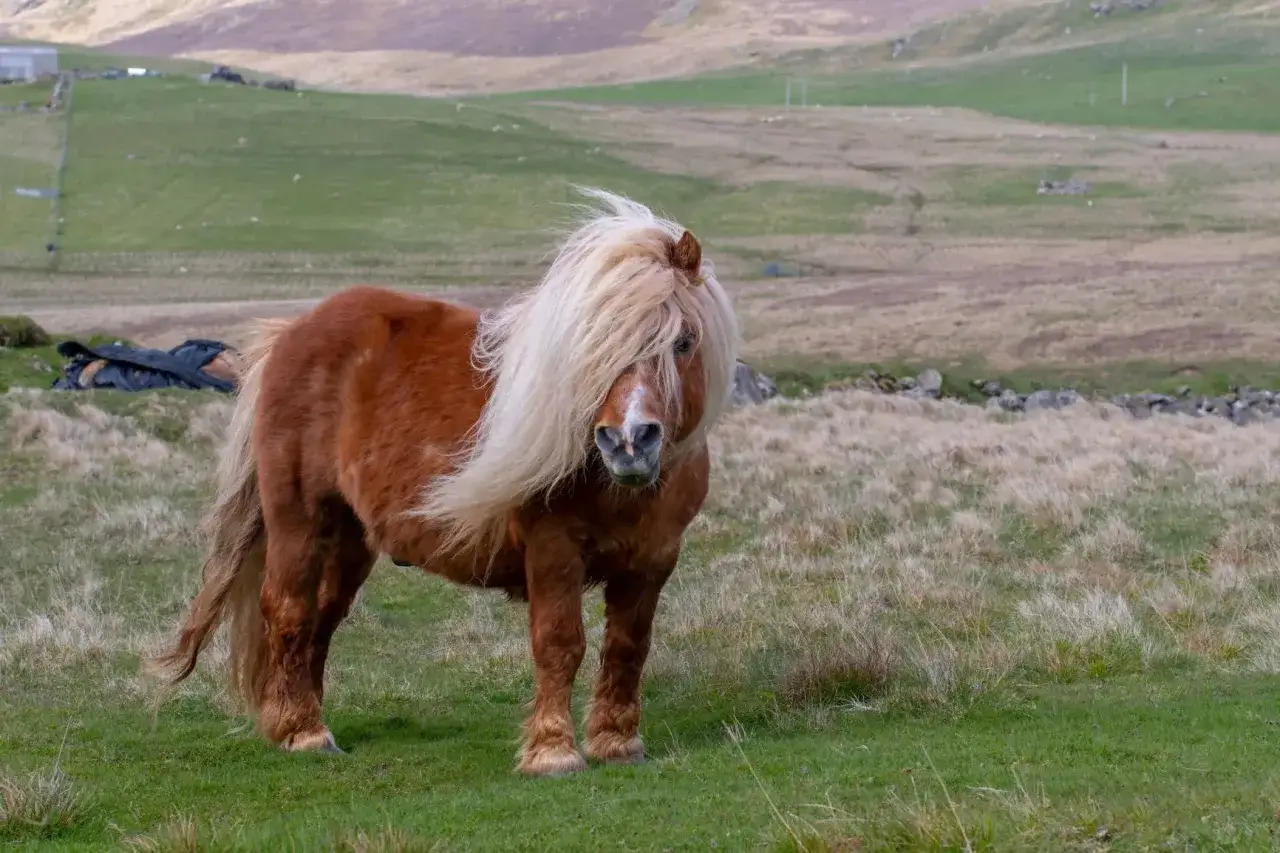 Ein brauner Shetland-Pony mit wallender M&auml;hne steht auf einer gr&uuml;nen Wiese.