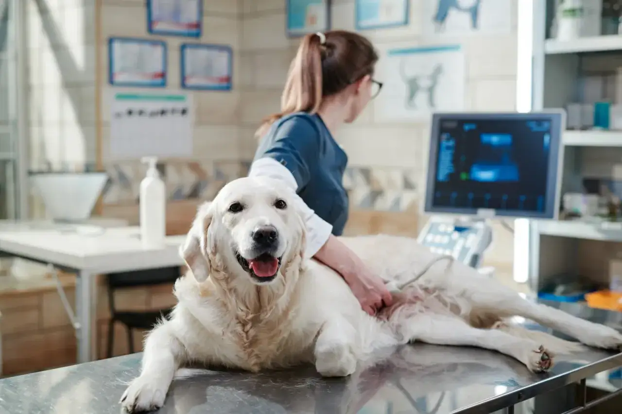 Veterinaria examina a un perro con ecografía, buscando signos de insuficiencia renal en perros.