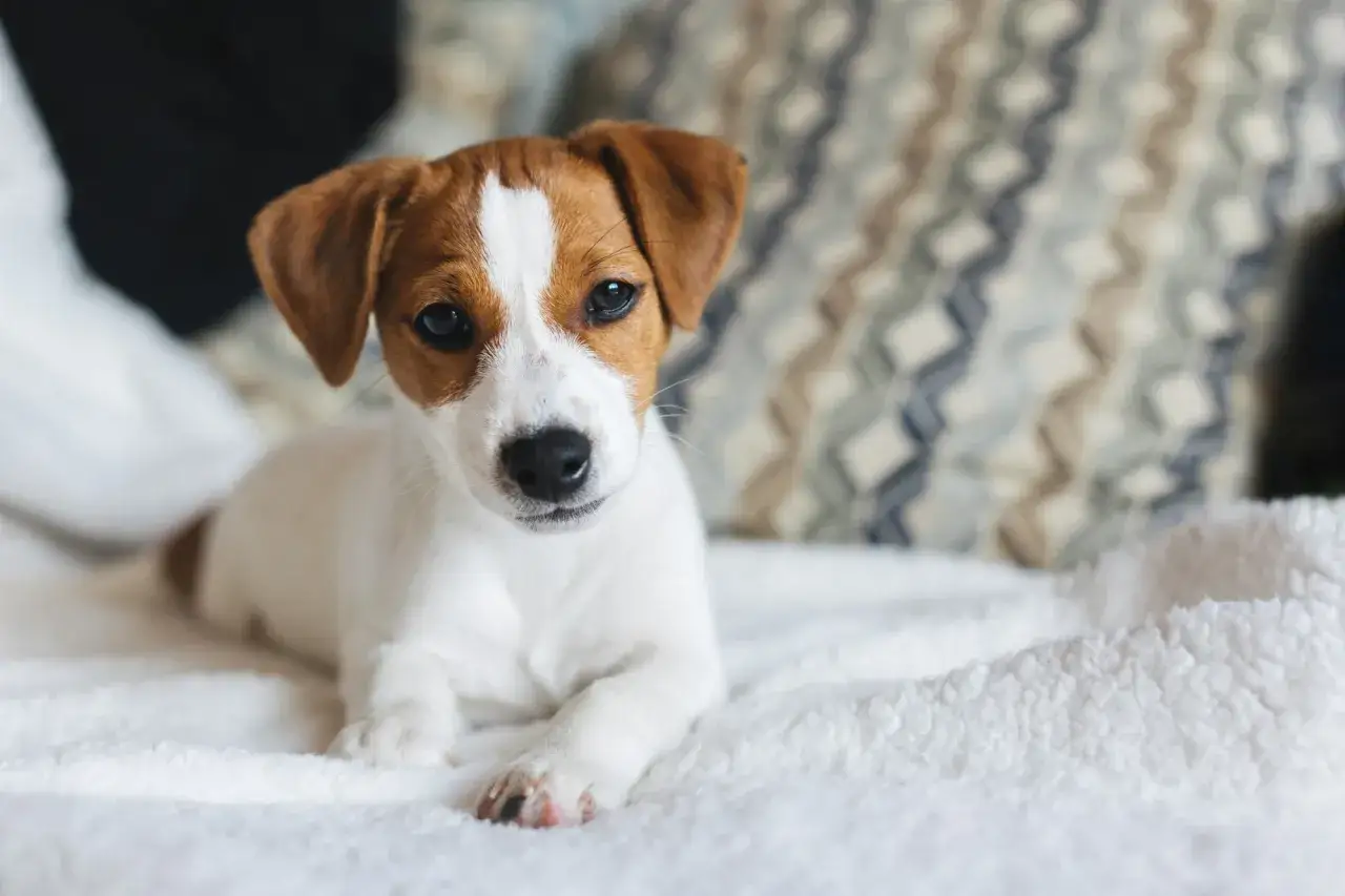 Söt jack russell-valp på en mjuk filt. Här är några valp tips för att lyckas med din nya familjemedlem.