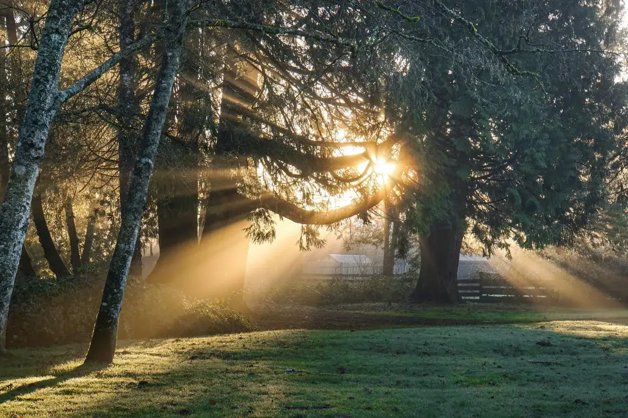 Sunbeams pierce through trees, showcasing what is ambient light in photography. The golden rays illuminate a misty forest floor.
