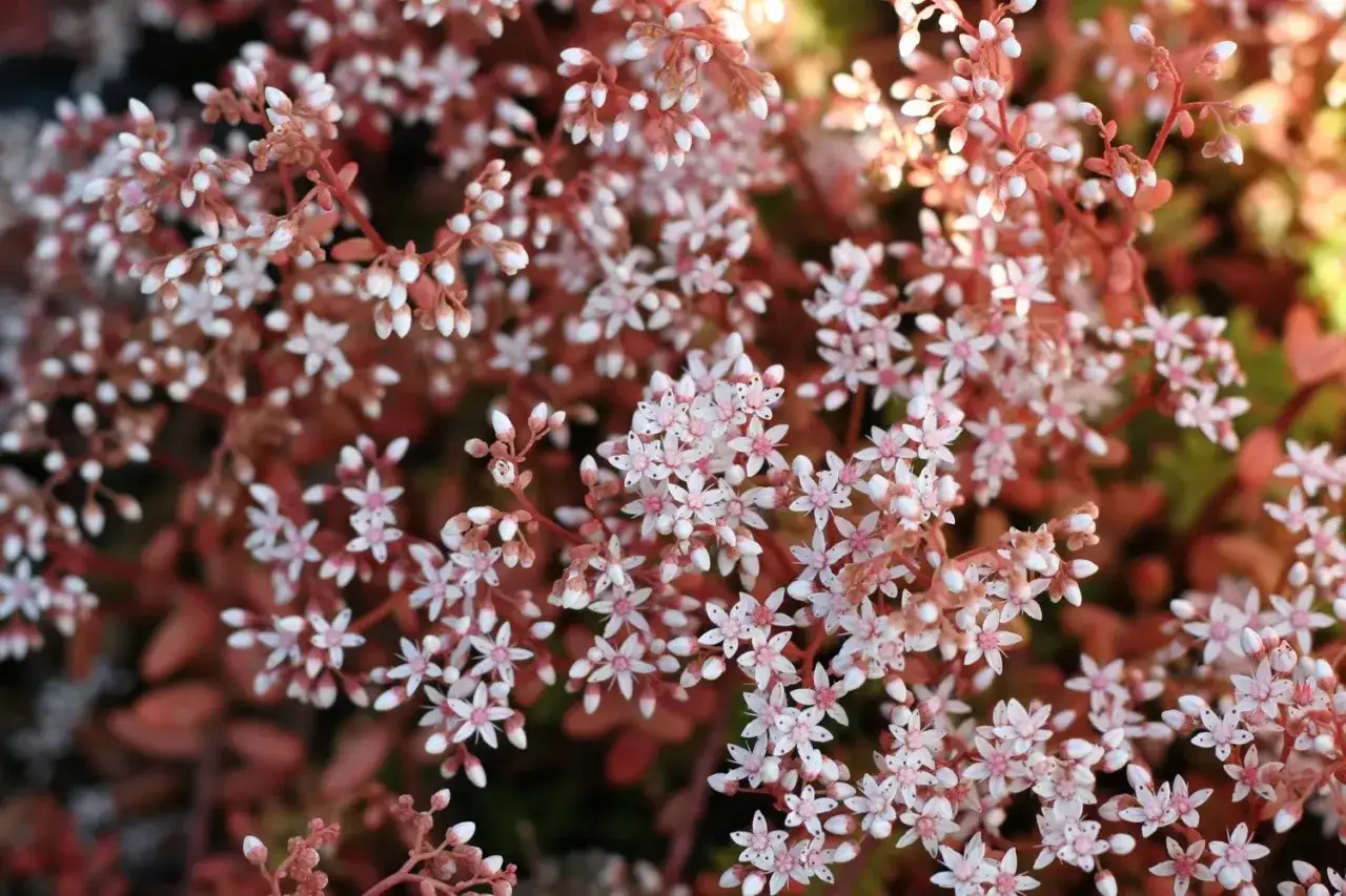 En n&auml;rbild av en vit fetknopp med sm&aring;, stj&auml;rnformade blommor och knoppar mot en r&ouml;dbrun bakgrund.
