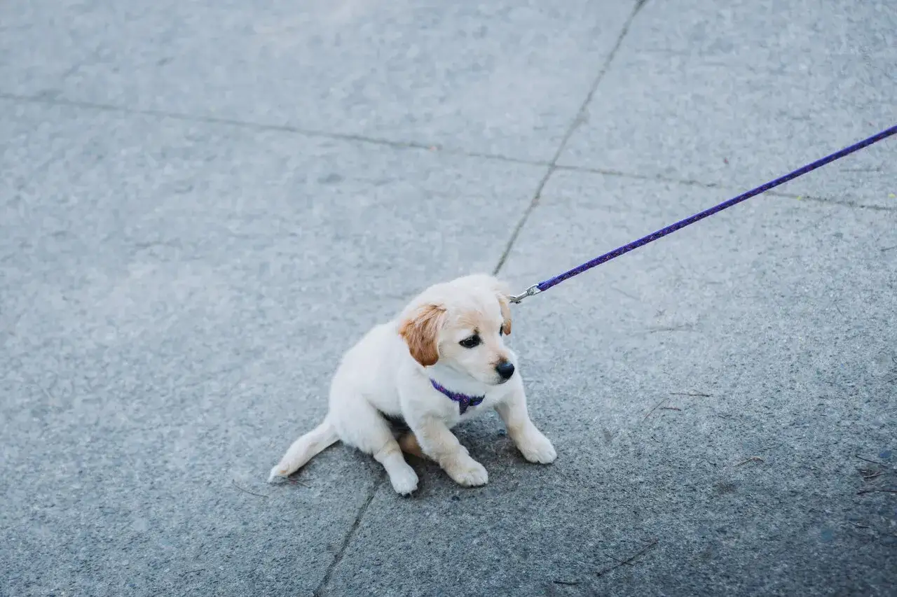 Uroczy szczeniak golden retriever na smyczy, uczący się socjalizacji psa na chodniku.