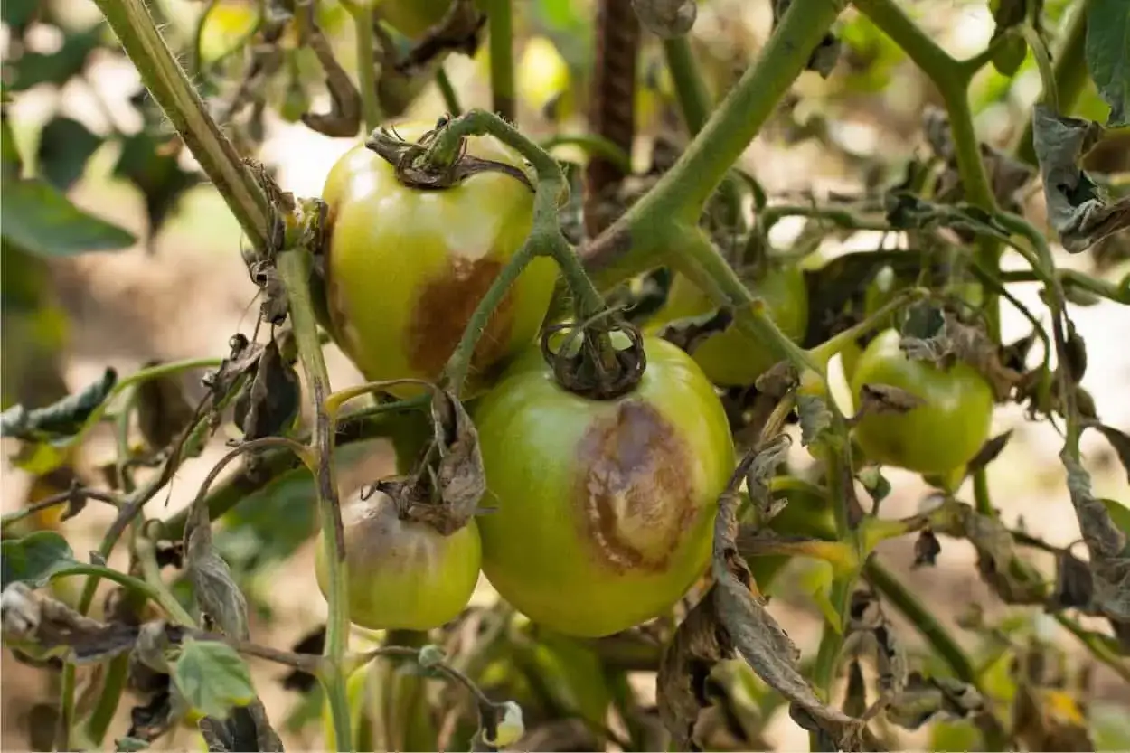 Pomodori verdi con macchie marroni e foglie secche, segni evidenti di septoriosi pomodoro.