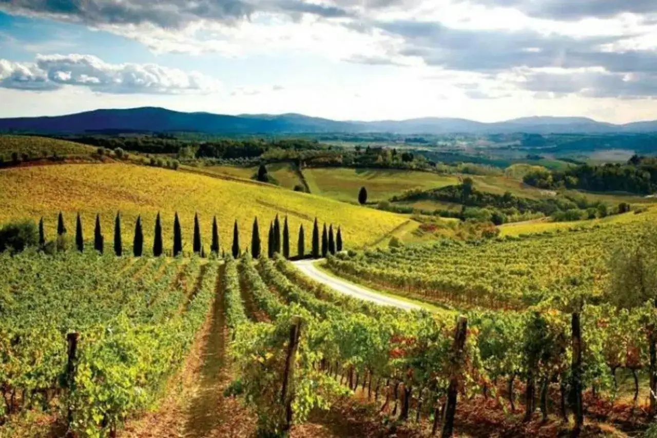 Wzgórza Toskanii, winnice i cyprysy. Idealne miejsce na degustację wina Vernaccia di San Gimignano.