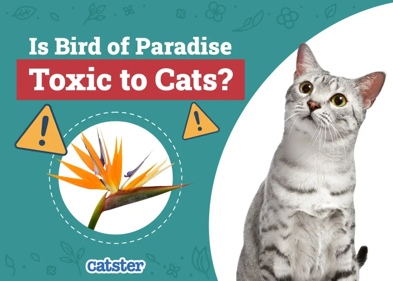 A cat looks up at a graphic asking 