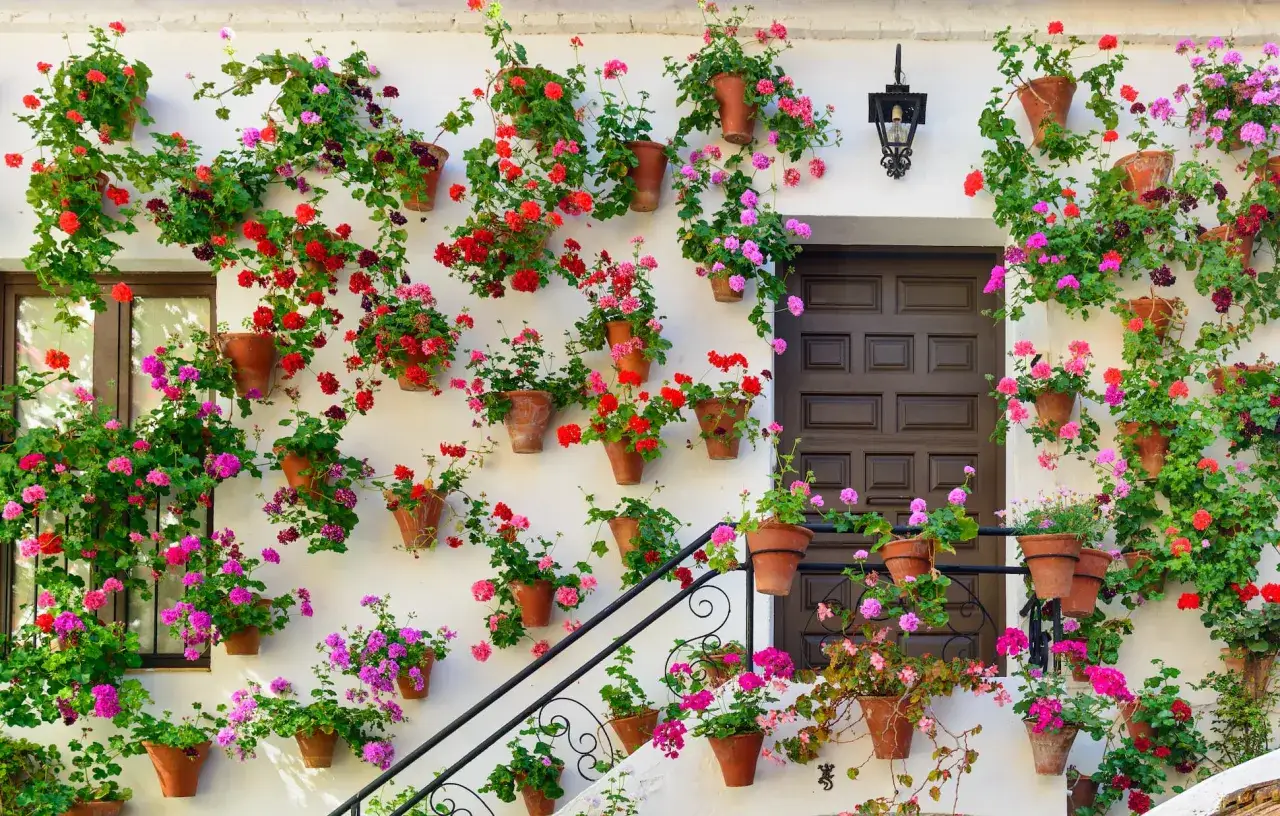 Patios cordobeses llenos de flores, una postal para descubrir qu&eacute; ver en C&oacute;rdoba gratis. Geranios rojos y rosas adornan fachadas blancas.
