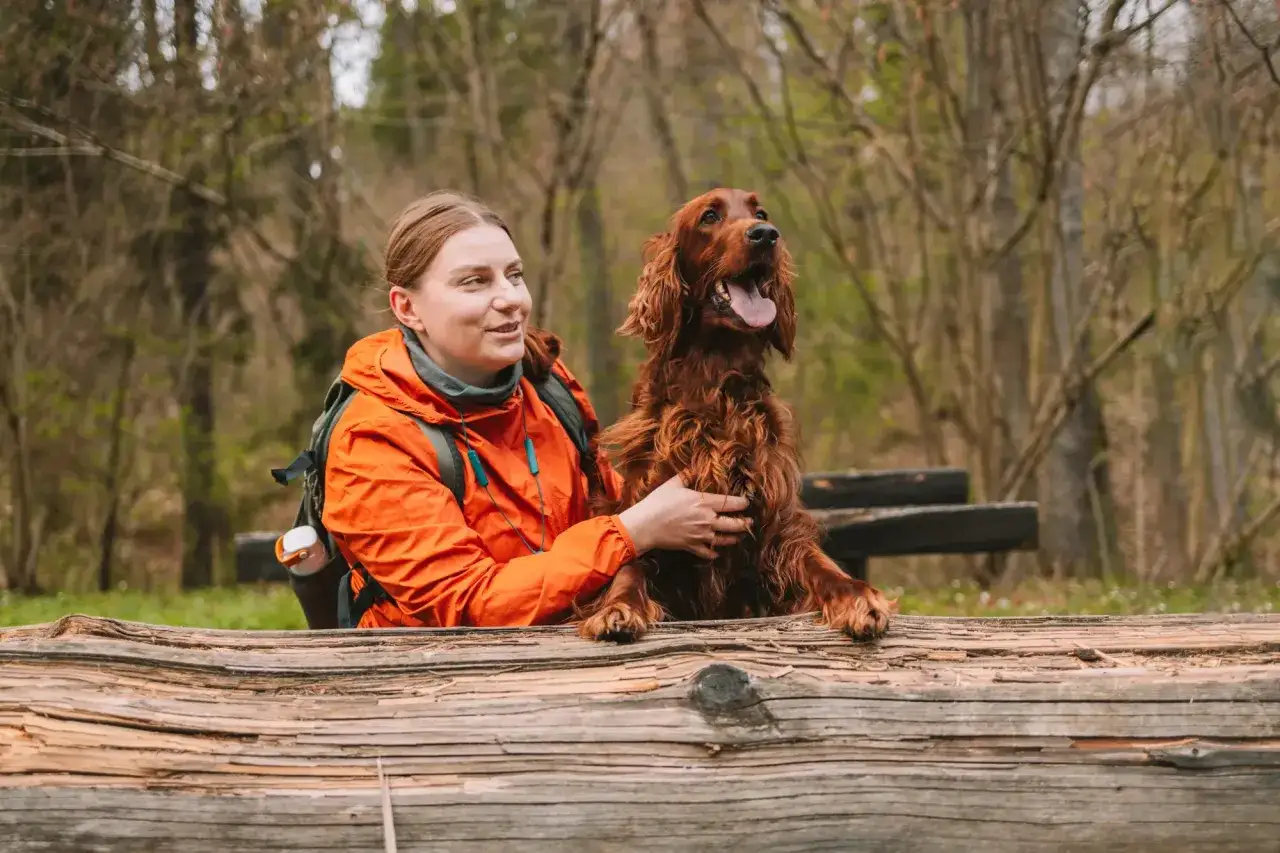 Ruda piękność, spaniel myśliwski, z radością patrzy w g&oacute;rę, podczas gdy jego opiekunka głaszcze go po głowie.