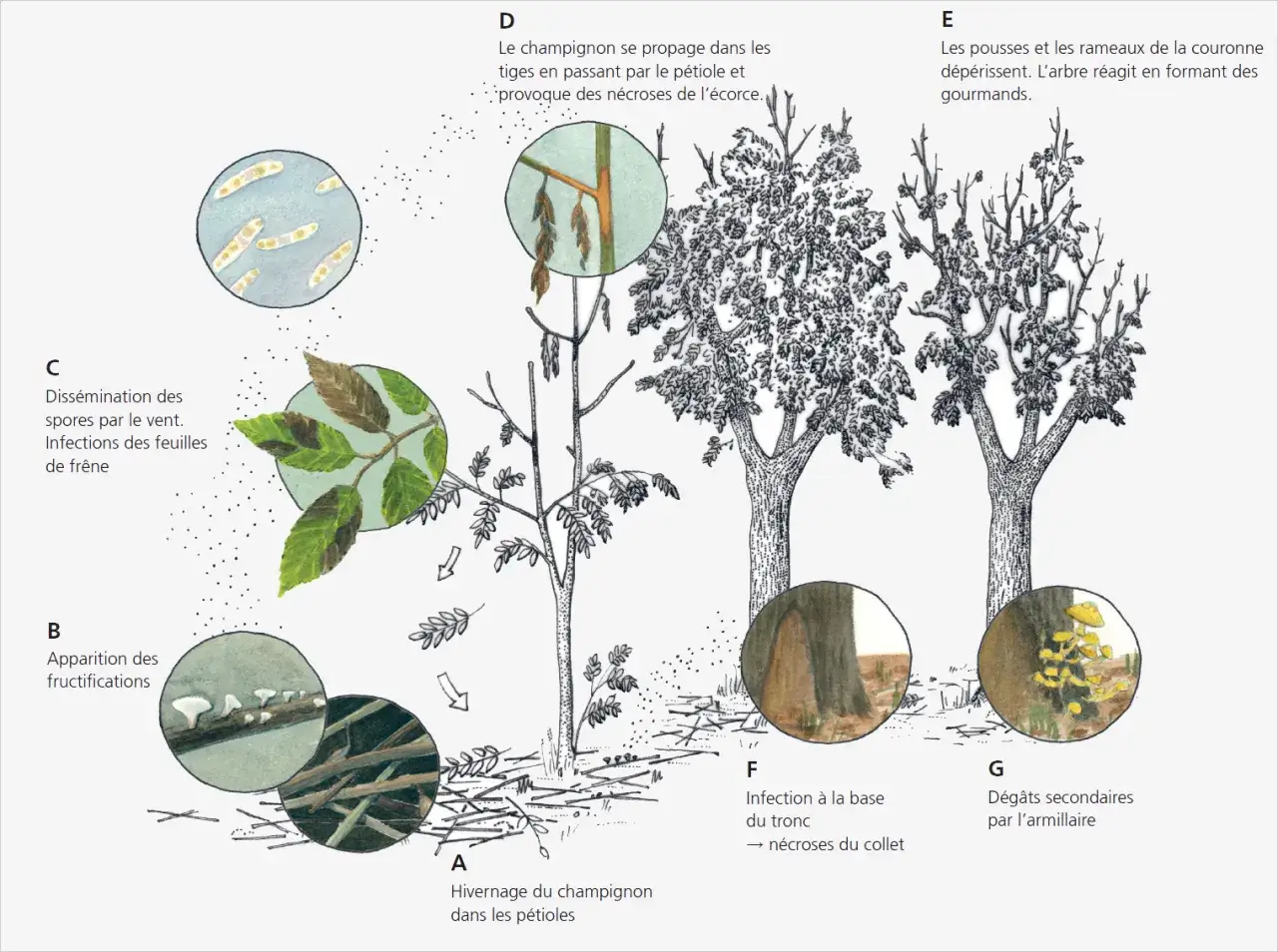 Le cycle du champignon affectant le fr&ecirc;ne : hivernage, fructifications, diss&eacute;mination des spores, n&eacute;croses des tiges et du tronc, et d&eacute;p&eacute;rissement de la couronne. Un inconv&eacute;nient du fr&ecirc;ne.