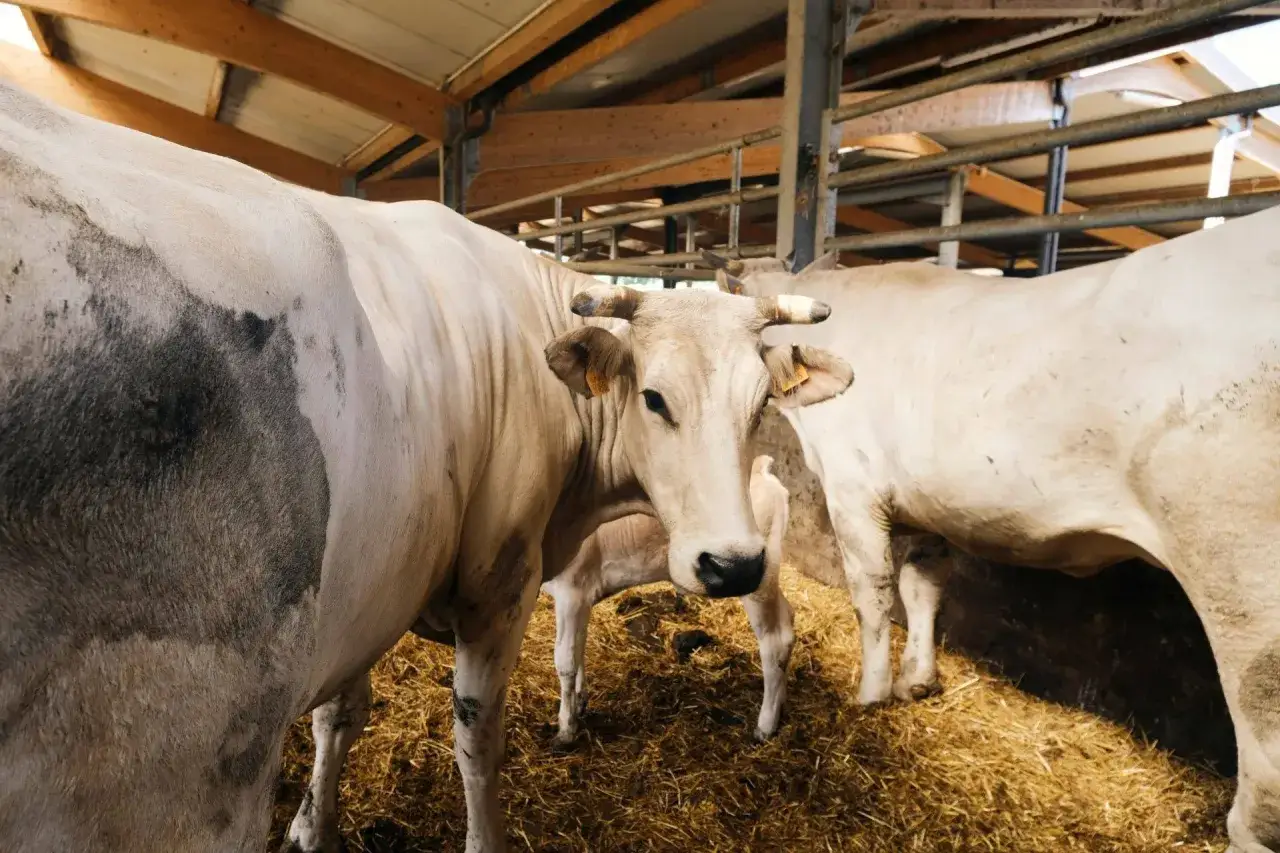 Mucca di razza Chianina, nota anche come