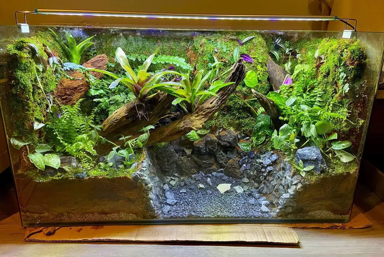 Zielone, wilgotne terrarium z mchem, paprociami i bromeliami. Idealne dla kraba wampira, spełnia jego wymagania dotyczące wilgotności i kryjówek.
