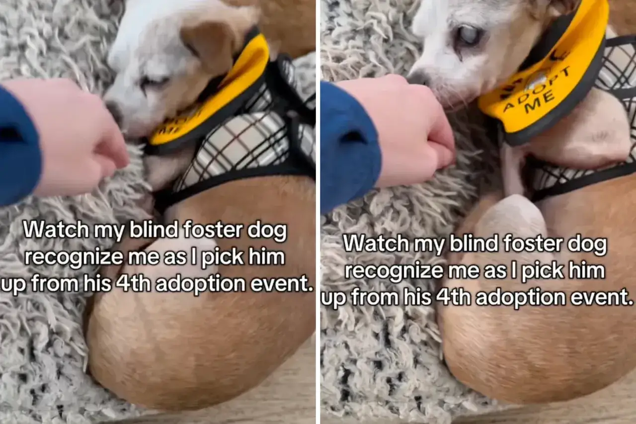Un perro ciego, con un chaleco amarillo que dice
