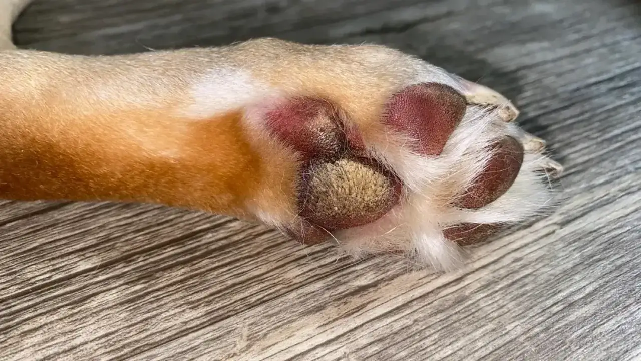 Almohadilla de perro con hiperqueratosis, mostrando engrosamiento y piel agrietada.