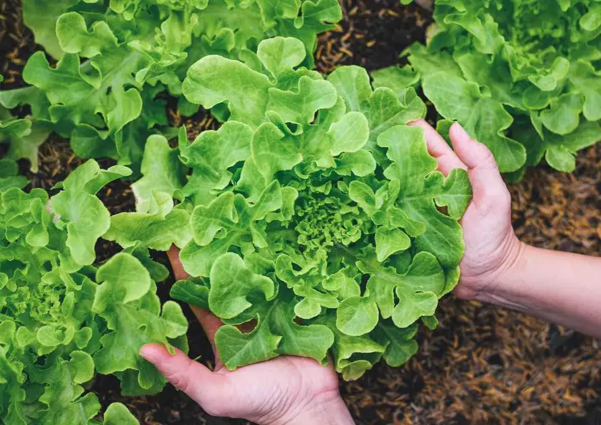 Mains tenant une belle salade &agrave; couper, pr&ecirc;te &agrave; &ecirc;tre r&eacute;colt&eacute;e pour un repas frais.