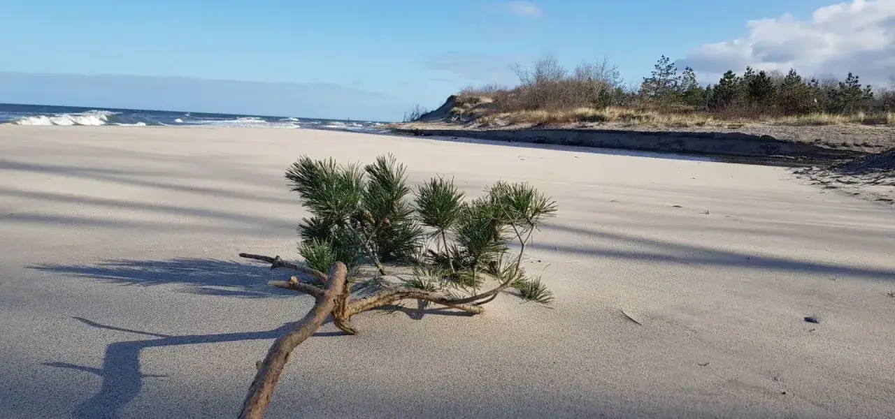 Pusta plaża, fale i sosna na piasku. Idealne miejsce, gdzie jechać nad morze w listopadzie, by poczuć spokój.