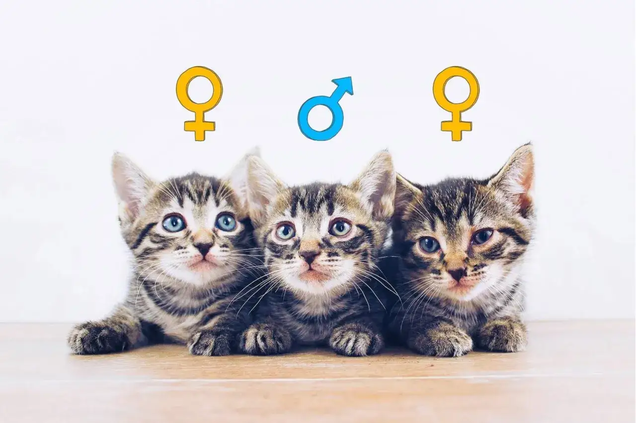 Drei süße Kätzchen liegen nebeneinander. Über ihnen sind Symbole für weiblich (links und rechts) und männlich (Mitte) angebracht, die das Kitten geschlecht erkennen erleichtern.