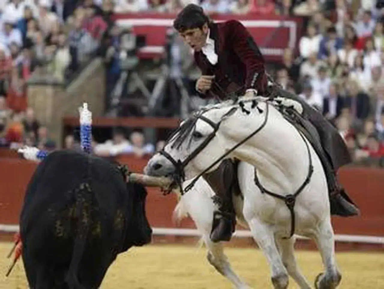 Aquilino Fraile, un rejoneador, en plena faena con su caballo blanco y un toro negro en la plaza.