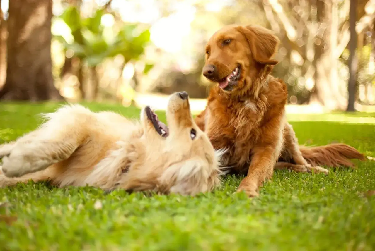 Dwa golden retrievery bawią się na trawie. Jeden leży na plecach, drugi siedzi obok. Wskaz&oacute;wki, jak dbać o golden retrievera, obejmują zabawę i troskę.