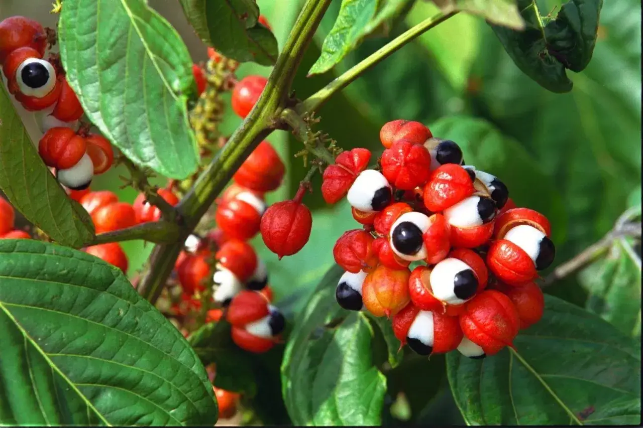 Frutos rojos de guaraná, con semillas negras y blancas, que revelan sus propiedades energéticas.