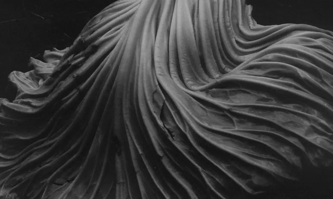 Close-up of a cabbage, showcasing its textured leaves and folds, a signature subject in Edward Weston's famous photos.