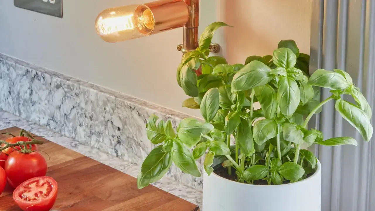 Fräscha tomater och en frodig planta för att odla basilika inomhus. En kopparlampa ger ett varmt sken.