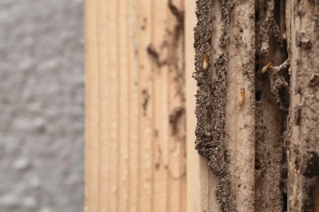 Un petit tas de sciure de bois, vestige d'une colonie de termites, révèle des ouvrières affairées sur le bois.