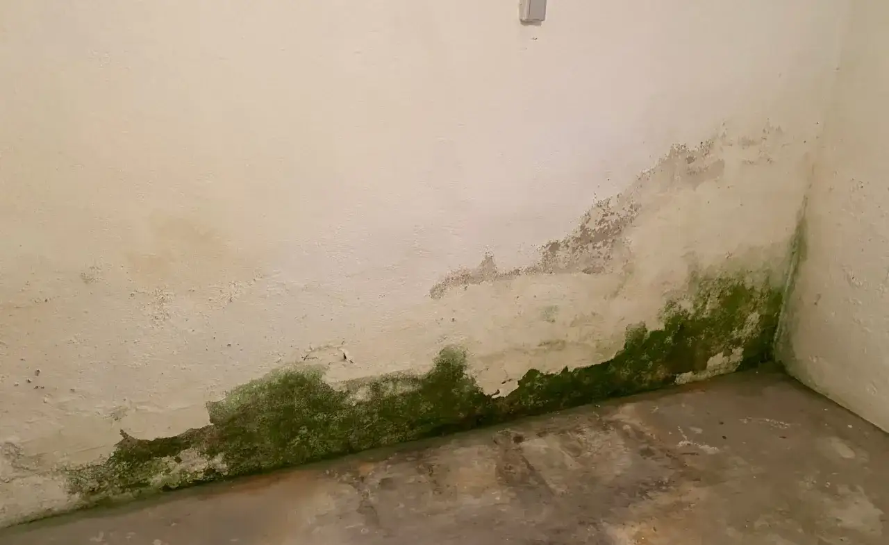 Feuchter Keller mit Schimmelbefall an der Wand. Zeit, den **Keller sanieren selber** zu machen, bevor es schlimmer wird.