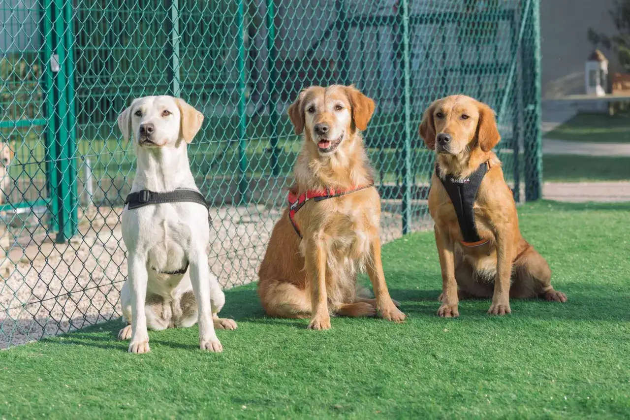 Trois chiens assis devant une cl&ocirc;ture. Lequel harnais pour chien convient le mieux &agrave; chacun ?