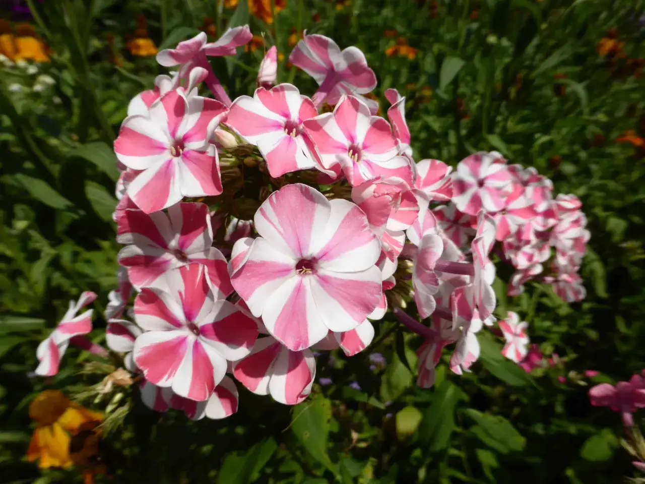 Ein Blütenstand von Phlox mit rosa-weißen Streifen, bereit zum phlox schneiden.