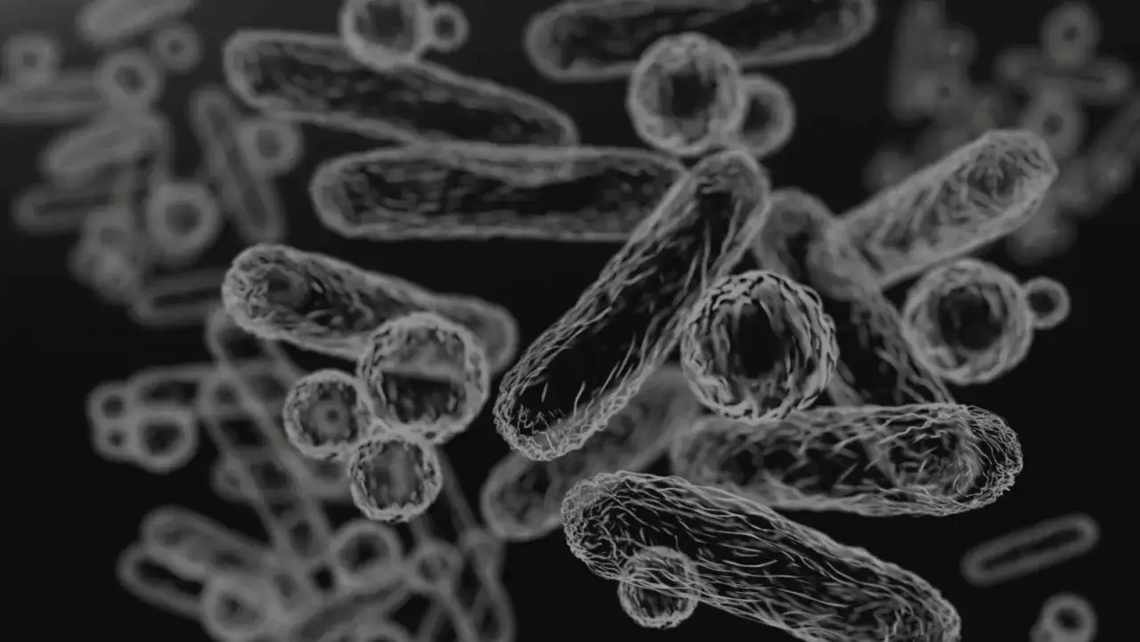 Helicobacter pylori pod mikroskopem