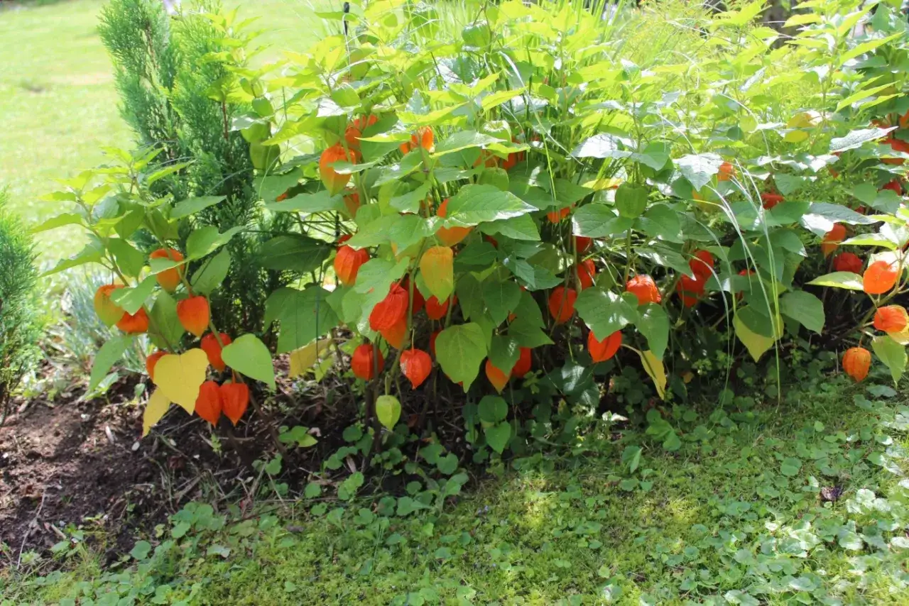 Krzew z licznymi pomarańczowymi lampionami, przypominającymi rodzynki brazylijskie, w otoczeniu zielonych liści i trawy.