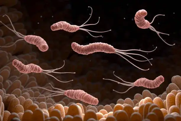 Helicobacter pylori bakteria grafika