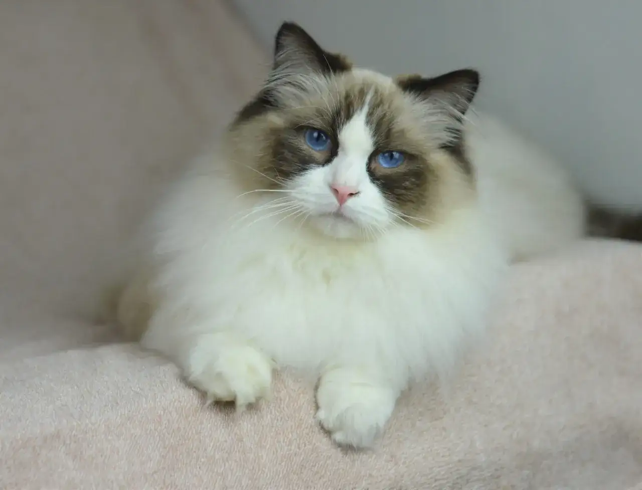 Uroczy ragdoll brązowy z niebieskimi oczami leży na miękkim kocu.