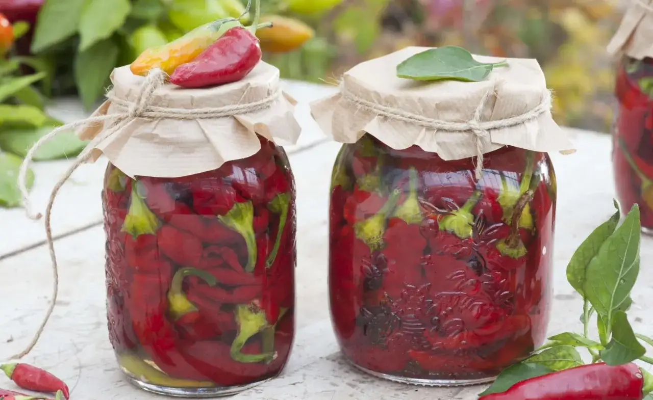 Zwei Gläser mit eingelegten Peperoni, bereit zur Konservierung. Frische Chilis in Essig, eine Methode, um Peperoni haltbar zu machen.
