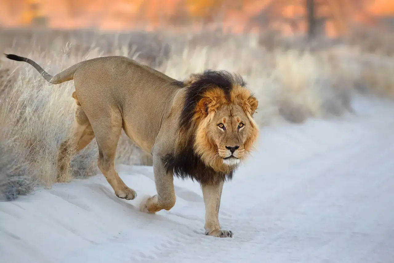 Majestätischer Löwe mit dunkler Mähne schreitet durch den Sand im Kgalagadi Transfrontier Park.