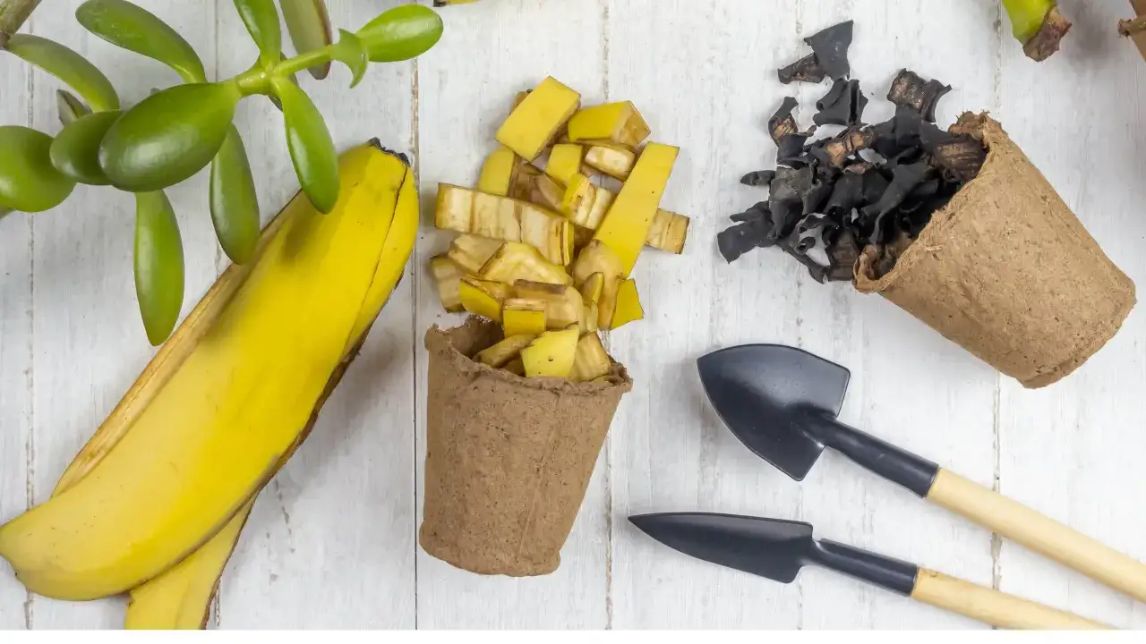 Zielona roślina, sk&oacute;rka banana, pokrojone banany w doniczce i wysuszone resztki, gotowe na naw&oacute;z z banana.