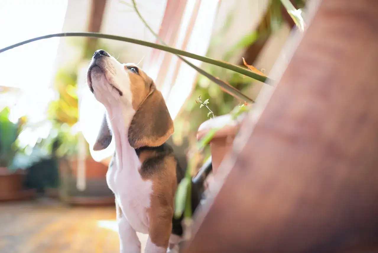 szczeniak beagle na szkoleniu