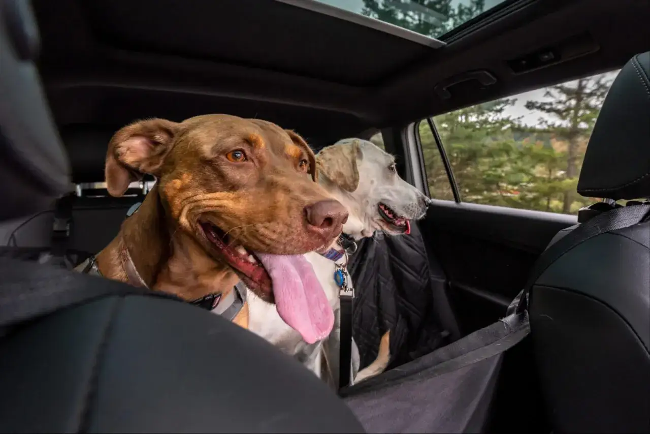 Deux chiens, dont un chien stressé en voiture, regardent par la fenêtre. Le chien brun a la langue pendante.