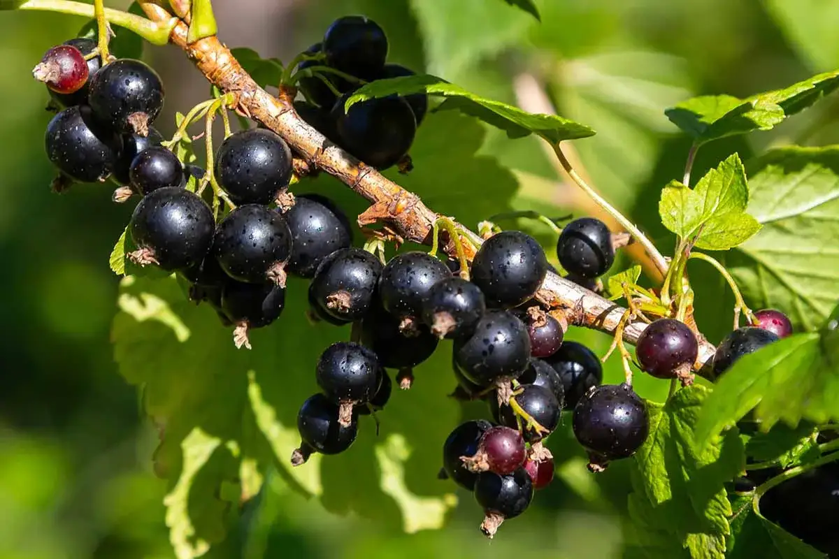 Reife schwarze Johannisbeeren h&auml;ngen an einem Ast, bereit zur Ernte.