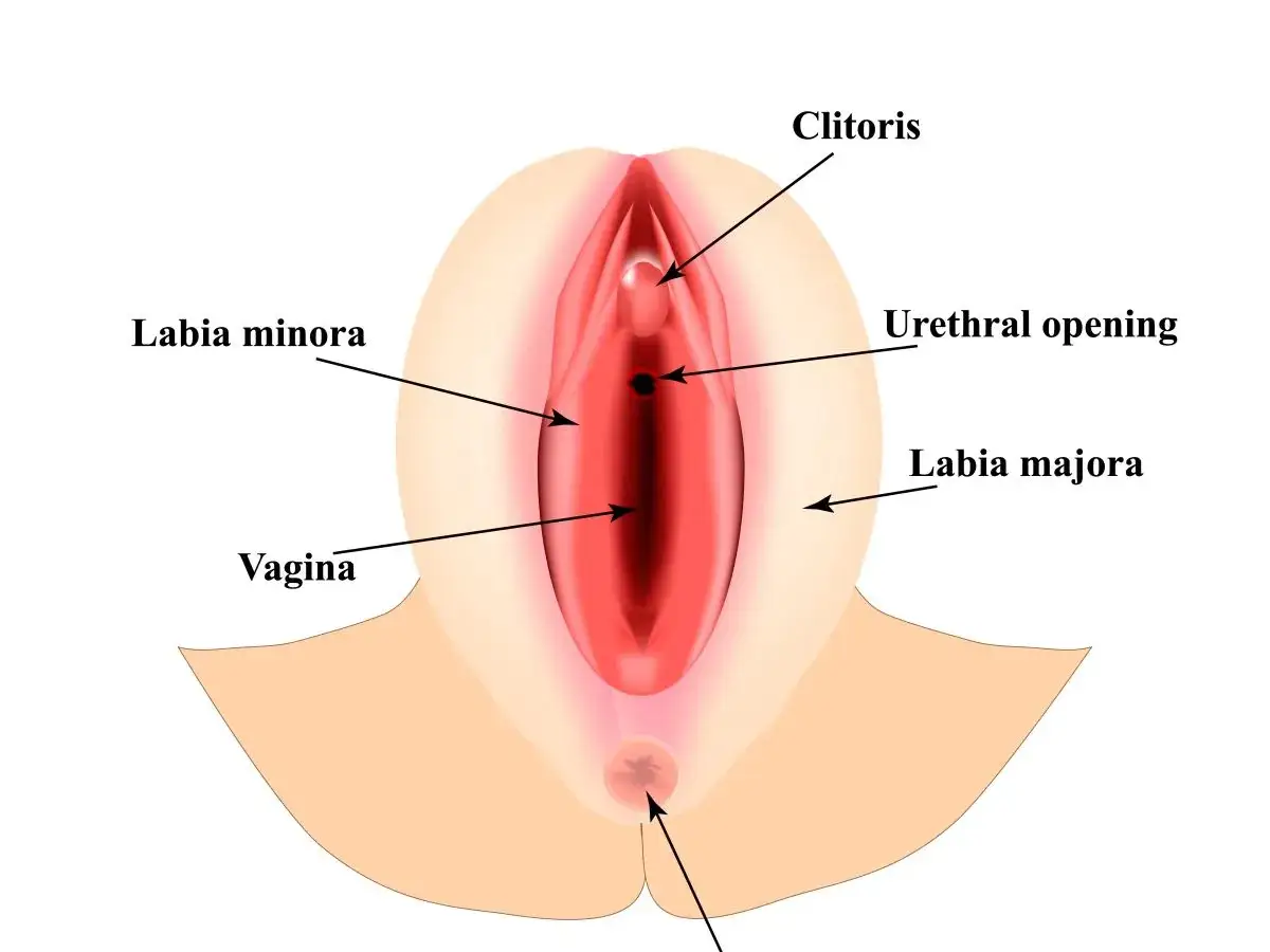 Anatomical illustration of female genitalia, showing clitoris, labia minora, urethra, vagina, and labia majora. Wielkie wargi sromowe otaczają delikatne struktury.