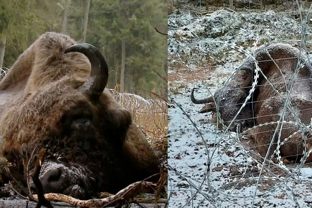 Żubr w zimowej scenerii, zarośnięty drutem kolczastym, na granicy z Białorusią.