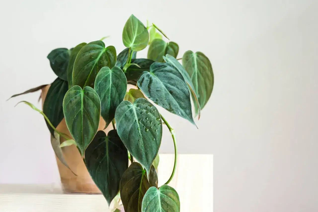 Philodendron Green Princess z błyszczącymi, sercowatymi liśćmi w doniczce.