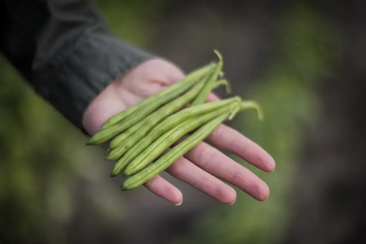 Frische gr&uuml;ne Bohnen liegen in einer Hand, ein Zeichen f&uuml;r die reiche bohnen saison.