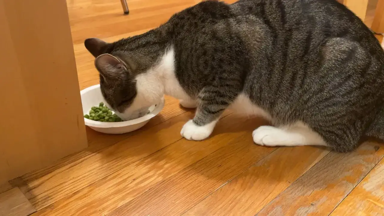 Un chat tigré mange des petits pois dans une gamelle blanche sur un parquet en bois.