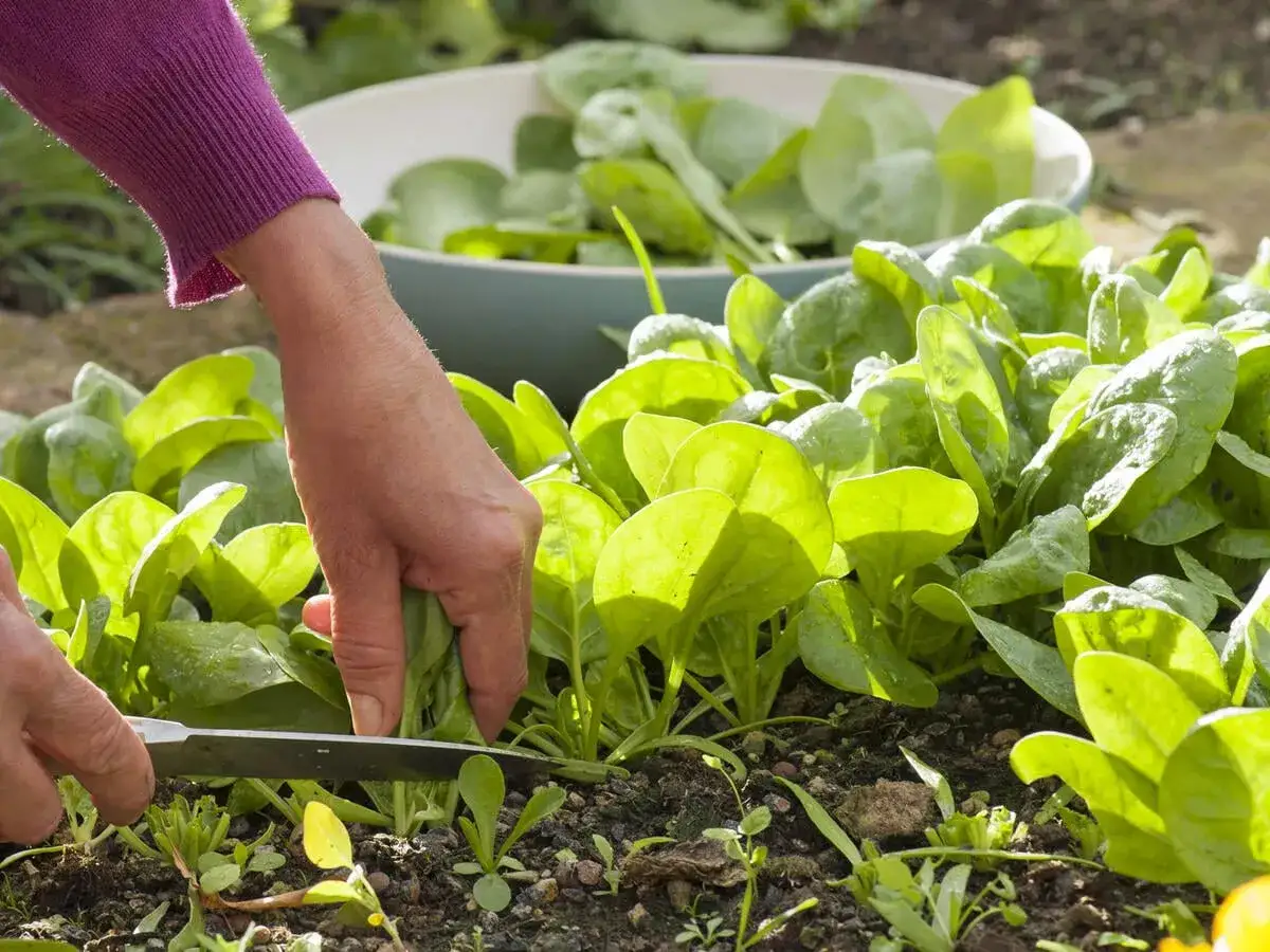 Hände ernten frischen Spinat im Garten. Ein Messer schneidet die grünen Blätter, während eine Schüssel voller Spinat im Hintergrund bereitsteht.