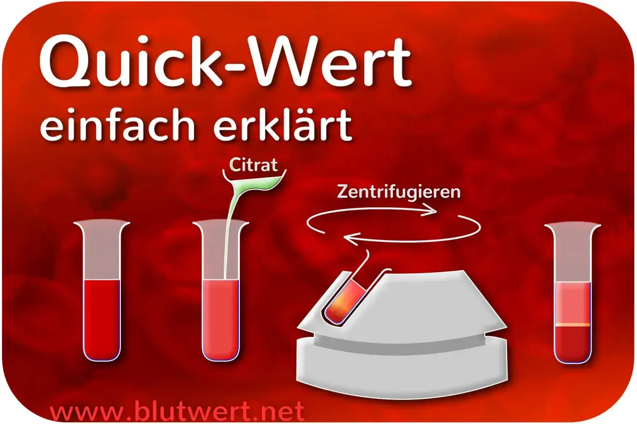 Der Quick-Wert einfach erkl&auml;rt: Blut wird mit Citrat versetzt und zentrifugiert, um die Bestandteile zu trennen.