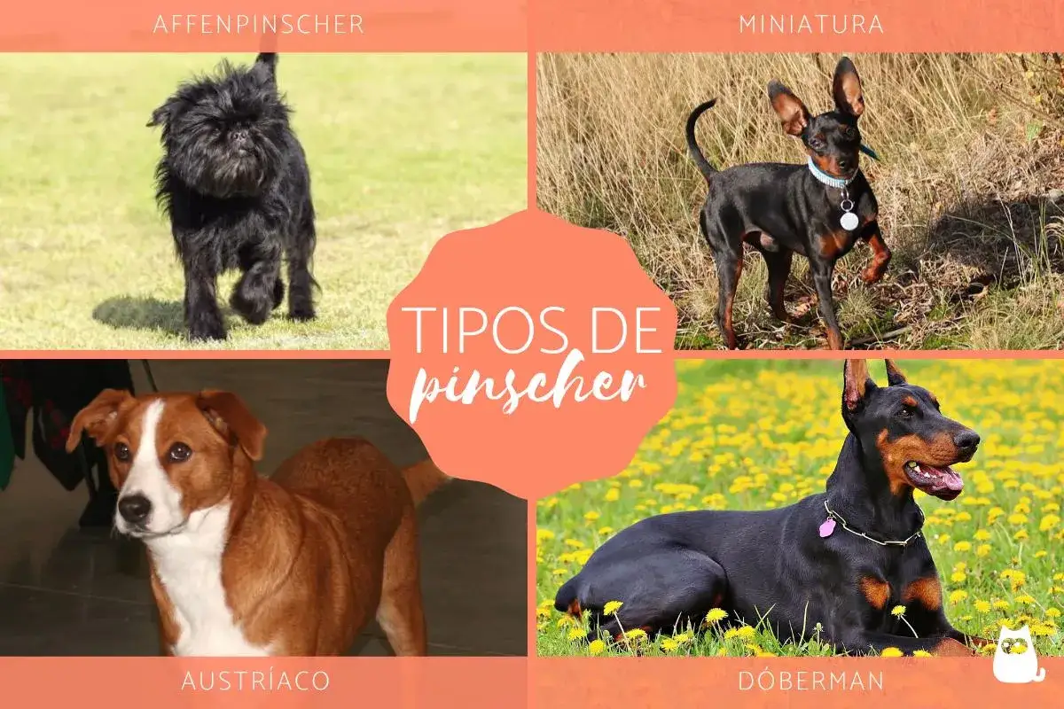 Cuatro tipos de pinscher: Affenpinscher, miniatura, austríaco y Dóberman. Cada uno con su encanto único.